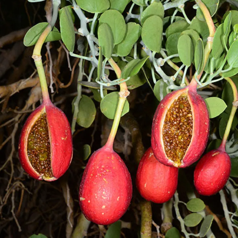Sementes de alcaparra de cartilagem (Capparis cartilaginea)