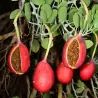 Sementes de alcaparra de cartilagem (Capparis cartilaginea)
