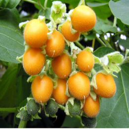 Nasiona Tamarillo Leśnego (Cyphomandra sibundoyensis) - 3.7