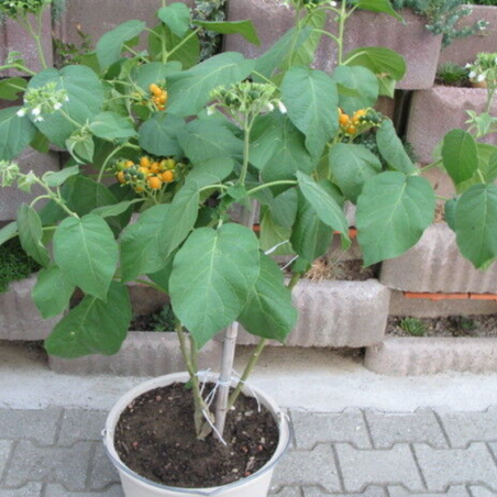 Price: €3.7 - Σπόροι Forest Tamarillo (Cyphomandra sibundoyensis) -