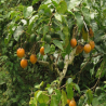 Price: €3.7 - Σπόροι Forest Tamarillo (Cyphomandra sibundoyensis) - 