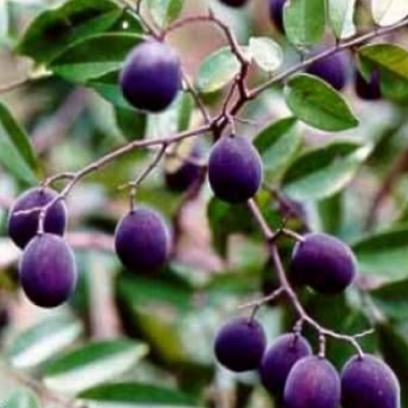 Semi di tamarindo prugna (Dialium indum) | 4,00 €