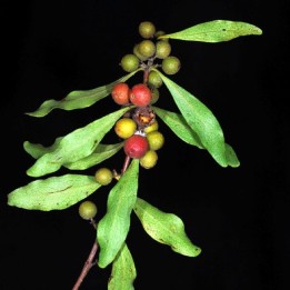 Nasiona liści diamentowych (Euclea divinorum) - 2.205