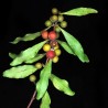 Price: €2.45 - Σπόροι από φύλλα διαμαντιού (Euclea divinorum) - 