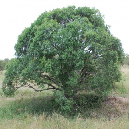 Price: €2.45 - Σπόροι από φύλλα διαμαντιού (Euclea divinorum) -