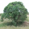 Price: €2.45 - Σπόροι από φύλλα διαμαντιού (Euclea divinorum) - 