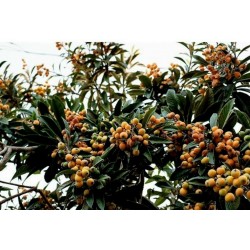 Sementes de Nespereira (árvore) (Eriobotrya japonica)