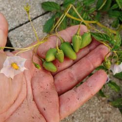 Price: €5.2 - Semi di patata selvatica (Solanum colombianum) - 