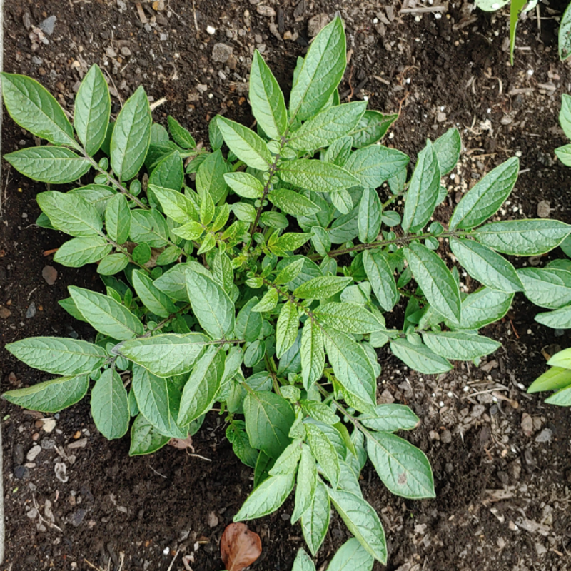 Semena divokých brambor (Solanum colombianum) | 5,20 €