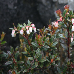 Nasiona Gaultheria myrsinoides - 2.7
