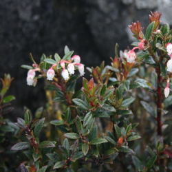 Gaultheria myrsinoides magvak