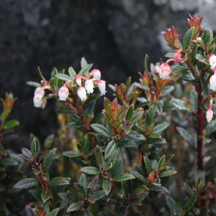 Nasiona Gaultheria myrsinoides - 2.7