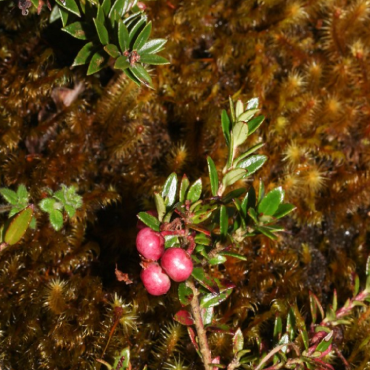 Nasiona Gaultheria myrsinoides - 2.7