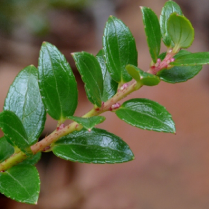 Nasiona Gaultheria myrsinoides - 2.7