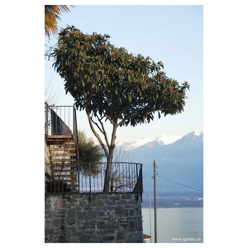 Semillas de Níspero Japonés - Nisperero Del Japón | 4,50 €