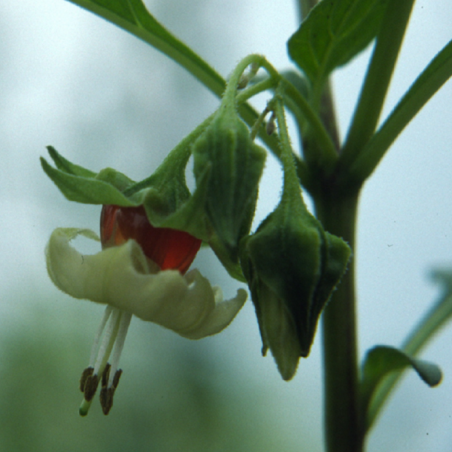 Price: €4.8 - Σπόροι Sogorome (Jaltomata ventricosa) -