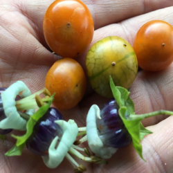 Price: €4.8 - Σπόροι Sogorome (Jaltomata ventricosa) - 
