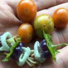 Price: €4.8 - Σπόροι Sogorome (Jaltomata ventricosa) - 
