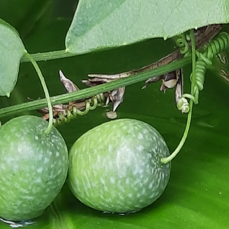 Guadeloupe cucumber Seeds (Melothria pendula)