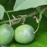 Guadeloupe cucumber Seeds (Melothria pendula)