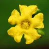 Guadeloupe cucumber Seeds (Melothria pendula)