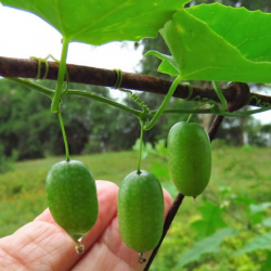 Guadeloupe Gurkensamen...