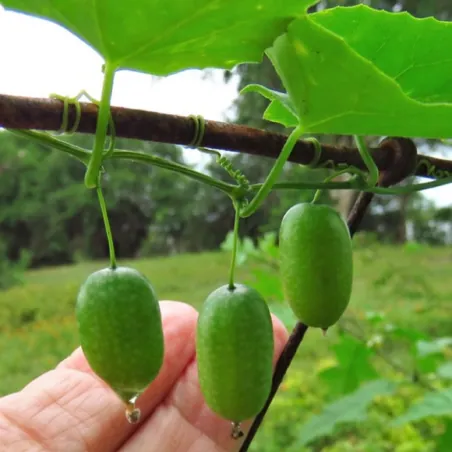 Guadeloupe cucumber Seeds (Melothria pendula)