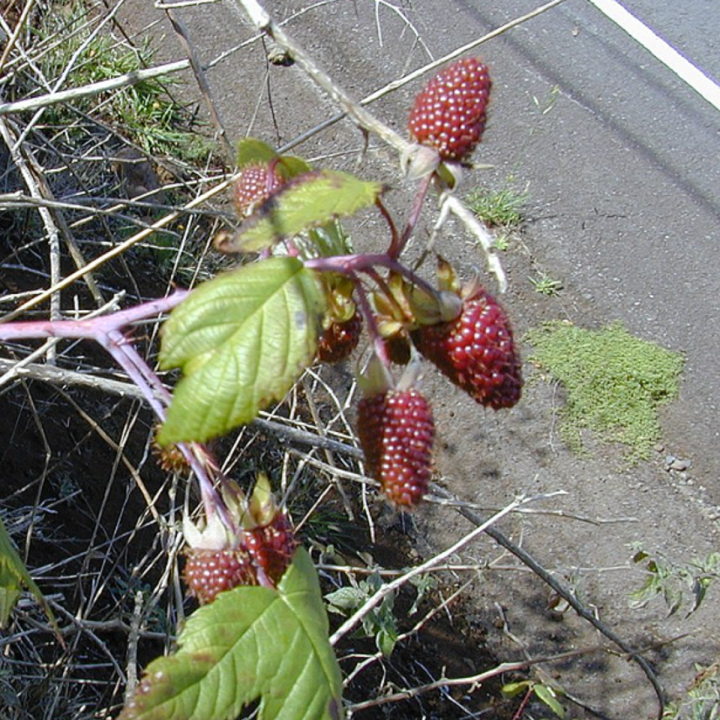 Nasiona maliny andyjskiej (Rubus glaucus) - 1.35