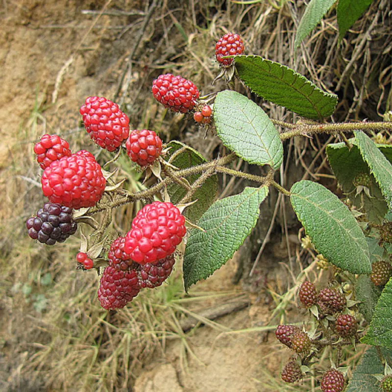 Semillas de Frambuesa Andina (Rubus glaucus)