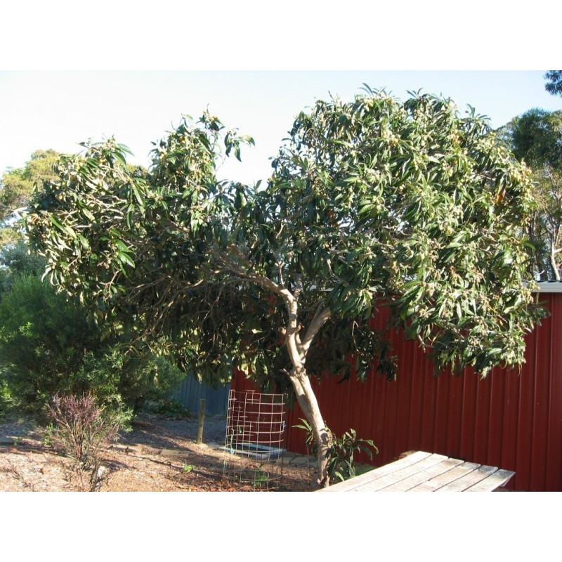 Semillas de Níspero Japonés - Nisperero Del Japón | 4,50 €