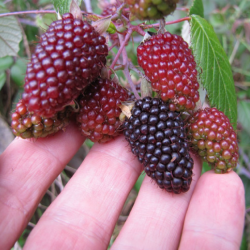 Andinska hallonfrön (Rubus...