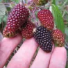 Semillas de Frambuesa Andina (Rubus glaucus)