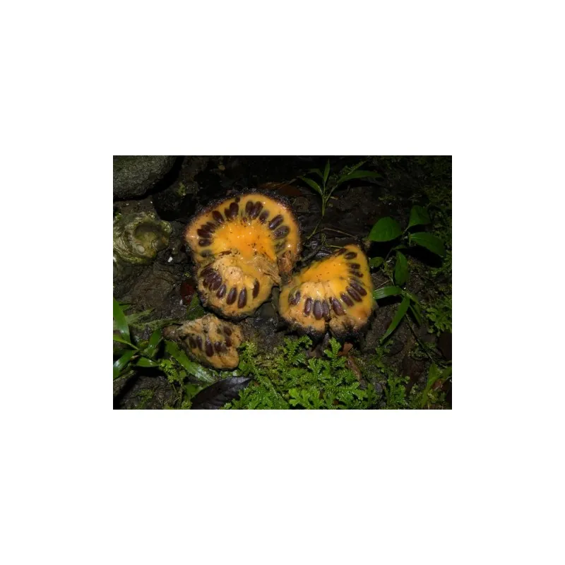 Semi di Sonkoya (Annona purpurea)
