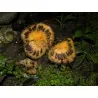 Seminte de Sonkoya (Annona purpurea)