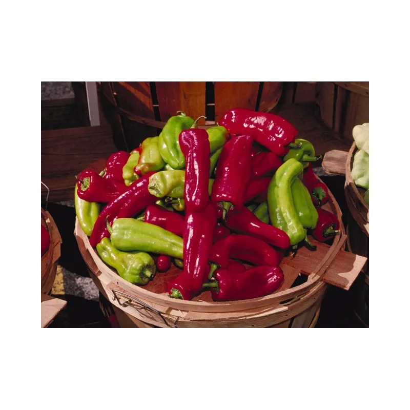 Sementes de Pimenta Cubanelle (Capsicum annuum)