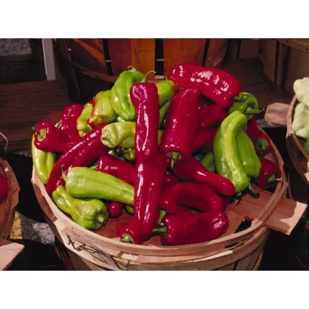 Sementes de Pimenta Cubanelle (Capsicum annuum)
