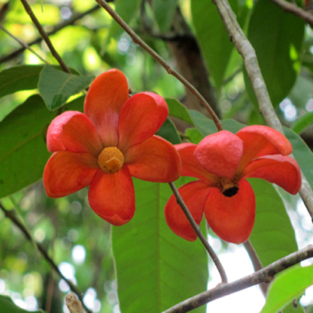Oostelijke Uvaria-zaden (Uvaria hamiltonii)