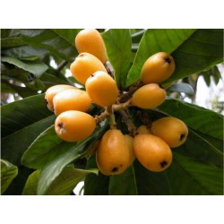 Níspero - Loquat Seeds (Eriobotrya japonica)