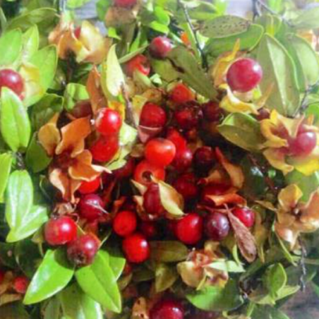 Hårdbladiga apaplommonfrön (Diospyros scabrida) | 6,30 €