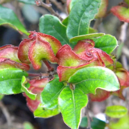 Keménylevelű majom szilvamag (Diospyros scabrida)