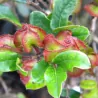 Keménylevelű majom szilvamag (Diospyros scabrida)