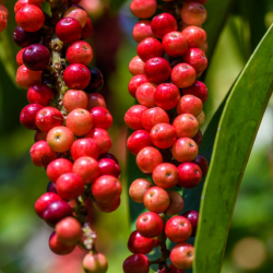 Price: €6 - Σπόροι Mao Luang (Antidesma puncticulatum) - 