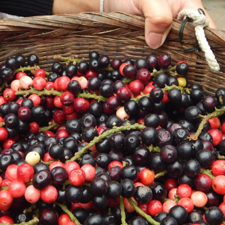 Price: €6 - بذور ماو لوانغ (Antidesma Puncticulatum) -