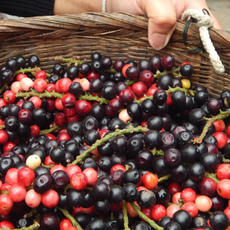 Mao Luang-zaden (Antidesma puncticulatum)