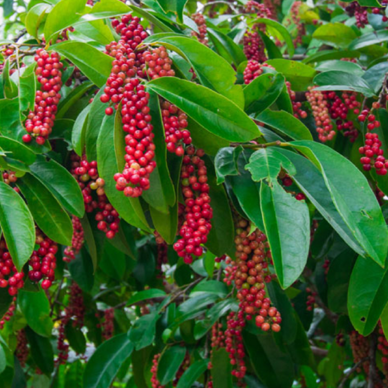 Price: €6 - Sementes de Mao Luang (Antidesma puncticulatum) - 