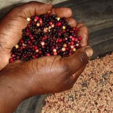 Kwastbessenzaden (Antidesma venosum)