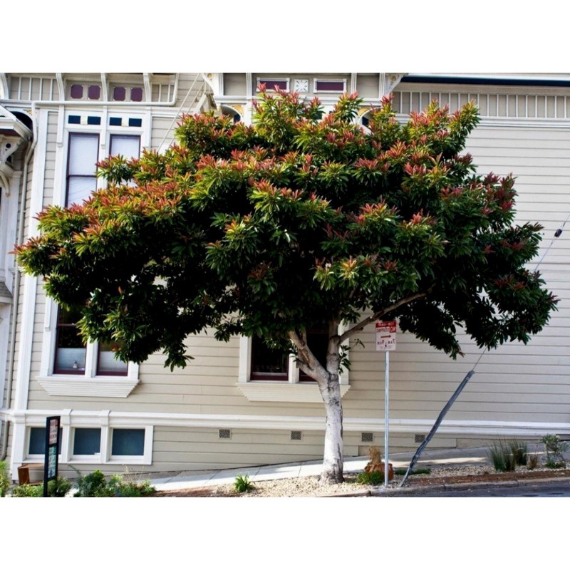 Semillas de Níspero Japonés - Nisperero Del Japón | 4,50 €