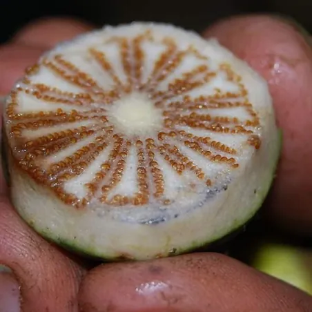 Semillas de Manzana Mess (Bellucia grossularioides)