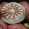Semillas de Manzana Mess (Bellucia grossularioides)