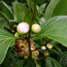 Price: €6 - Apfelsamen (Bellucia grossularioides) - 
